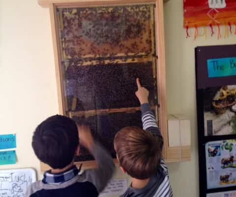 Observing the Bees