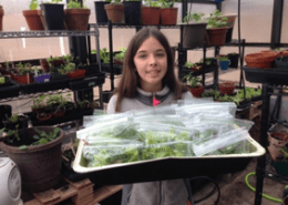 greenhouse